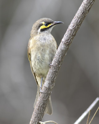 Yellow-faced Honeyeater (Calligavis chrysops)