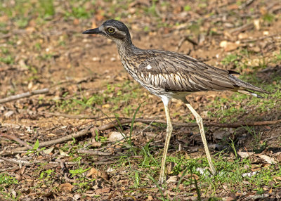 Bush Stone-Curlew (Burhinus grallarius)