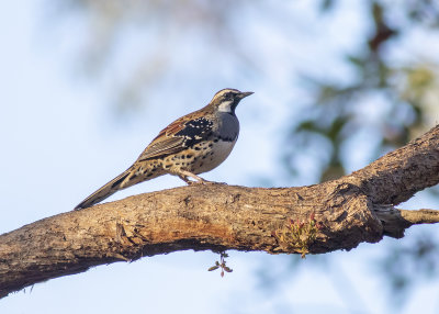 Spotted Quail-thrush (Cinclosoma punctatum)