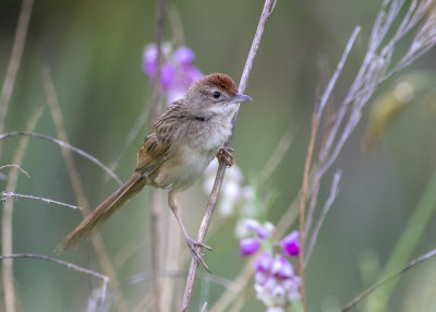 Tawny Grassbird (Megalurus timoriensis alisteri)