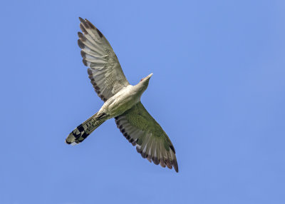 Channel-billed Cuckoo (Scythrops novaehollandiae)