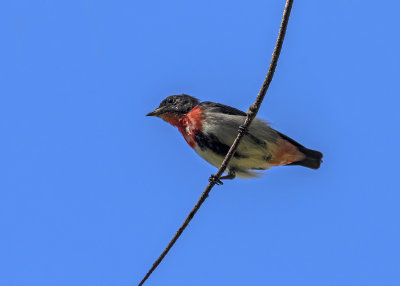Mistletoebird (Dicaeum hirundinaceum)