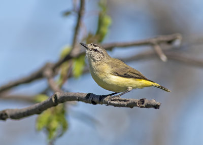 Yellow-rumped Thornbill (Acanthiza chrysorrhoa)