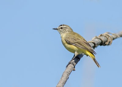 Yellow-rumped Thornbill (Acanthiza chrysorrhoa)