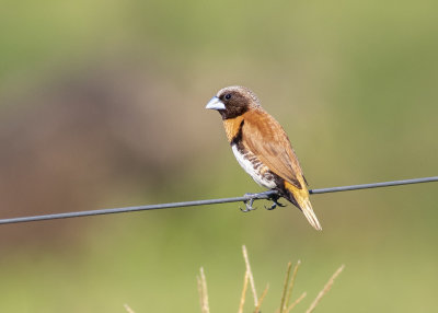 Chestnut-breasted Mannikin (Lonchura castaneothorax)