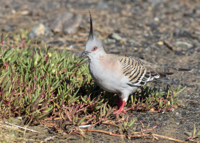 Crested Pigeon (Geophaps lophotes)