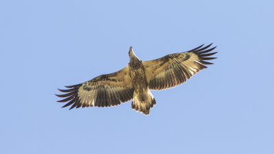 White-bellied Sea-Eagle (Icthyophaga leucogaster)