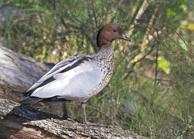 Maned Duck (Chenonetta jubata)