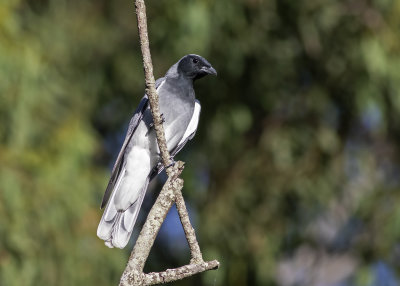 Black-faced Cuckooshrike (Coracina novaehollandiae melanops)