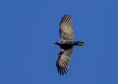 Torresian Crow (Corvus orru cecilae)