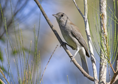 Grey Shrikethrush (Colluricincla harmonica)