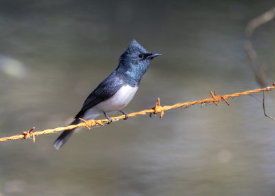 Leaden Flycatcher (Myiagra rubecula yorki) 