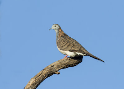 Bar-shouldered Dove (Geopelia humeralis humeralis)
