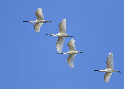 Royal Spoonbill (Platelea regia)