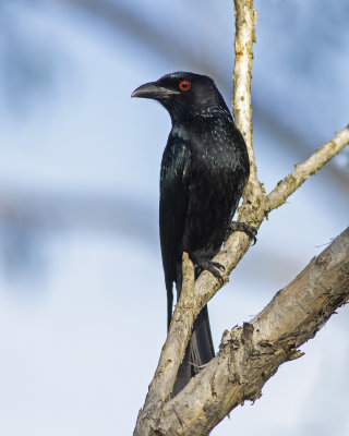 Spangled Drongo (Dicrurus bracteatus)