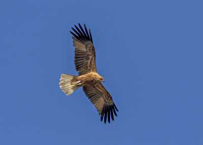 Whistling Kite (Haliastur sphenuris)