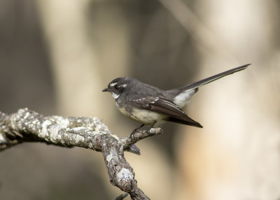 Grey Fantail (Rhipidura albiscapa alisteri)