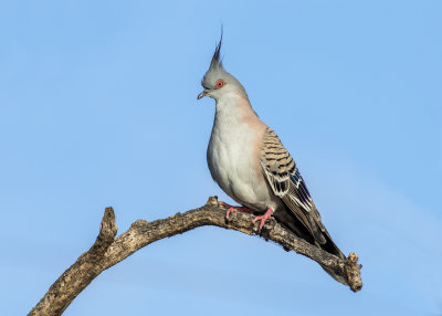 Crested Pigeon