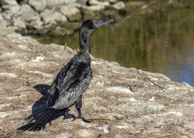 Little Black Cormorant (Phalacrocorax sulcirostris)