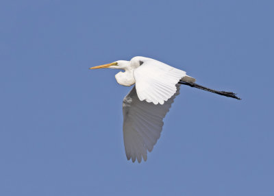 Great Egret (Ardea alba)