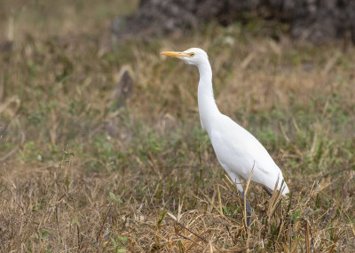 Eastern Cattle Egret (Bubulcus coromandus)