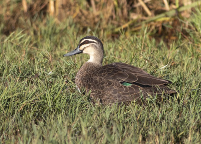 Pacific Black Duck (Anas superciliosa)