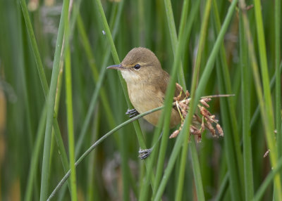 Australian Reed Warbler (Acrocephalus australis)