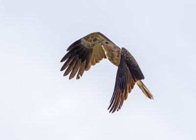 Whistling Kite (Haliastur sphenuris)