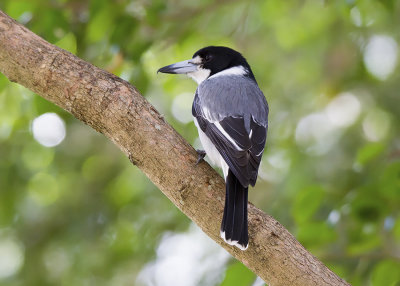 Grey Butcherbird (Cracticus torquatus torquatus