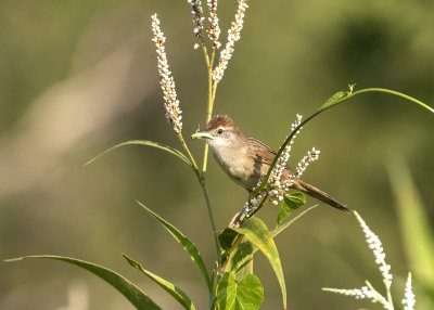 Tawny Grassbird (Megalurus timoriensis alisteri)