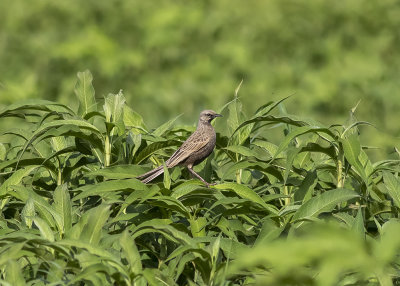 Brown Songlark (Megalurus cruralis)