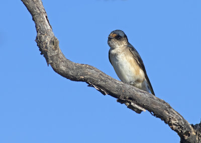 Tree Martin (Hirundo nigricans)