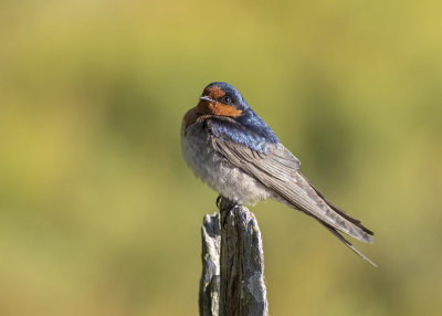 Welcome Swallow (Hirundo neoxena)