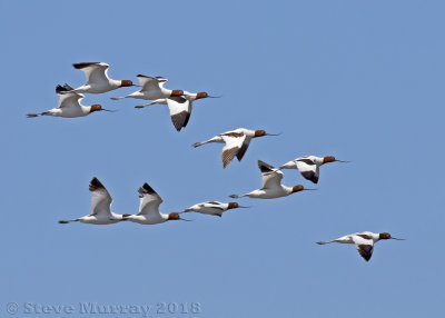 Red-necked Avocet (Recurvirostra novaehollandiae)