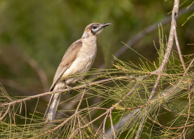 Little Friarbird (Philemon citreogularis)