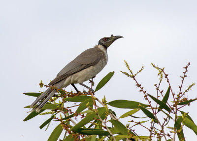 Noisy Friarbird (Philemon corniculatus)