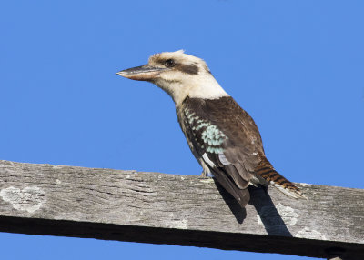 Laughing Kookaburra (Dacelo novaeguineae)