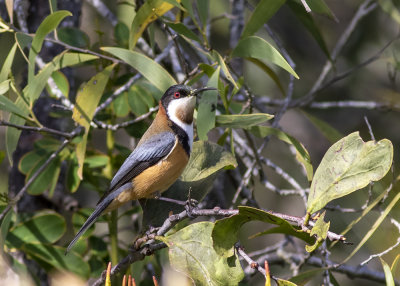 Eastern Spinebill (Acathorhynchus tenuirostris)