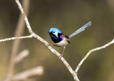 Variegated Fairywren (Malurus lamberti)