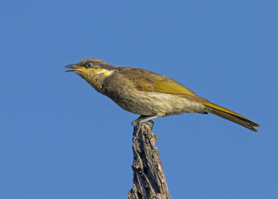 Mangrove Honeyeater (Gavicalis fasciogularis)