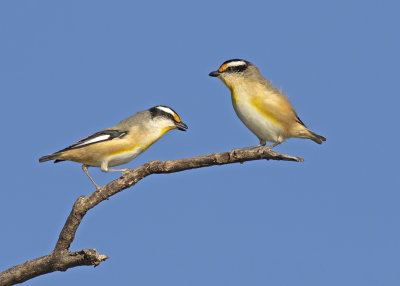 Striated Pardalote (Pardalotus striatus melanocephalus)