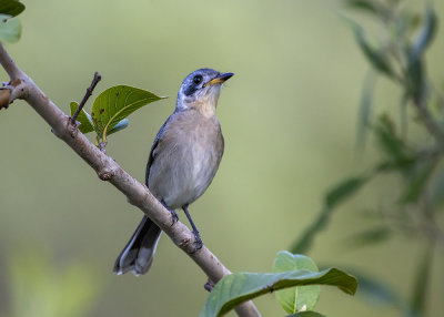 White-eared Monarch (Monarcha leucotis)