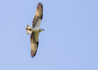 Osprey (Pandion haliaetus cristatus)