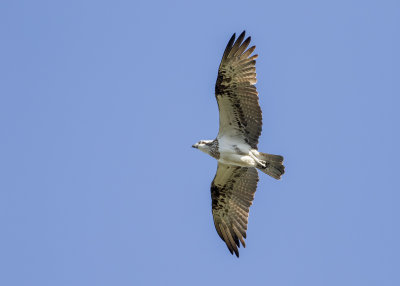 Osprey (Pandion haliaetus cristatus)