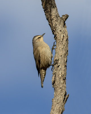 Brown Treecreeper (Climacteris picumnus)