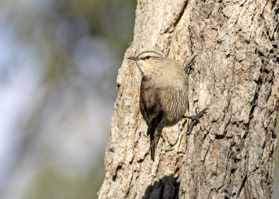 Brown Treecreeper (Climacteris picumnus)