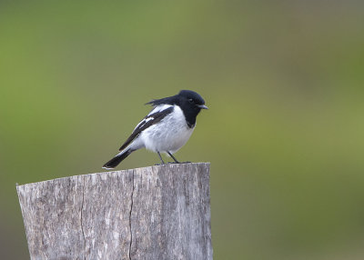 Hooded Robin (Melanodryas cucullata cucullata)