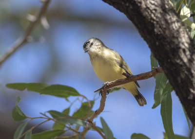 Yellow-rumped Thornbill (Acanthiza chrysorrhoa)