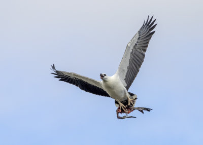 White-bellied Sea-Eagle (Icthyophaga leucogaster)