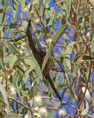 Little Wattlebird (Anthochaera chrysoptera)